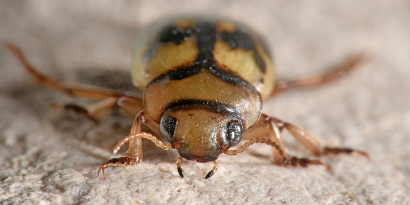 Dytiscidae:   Nebrioporus sansii?  Sì !